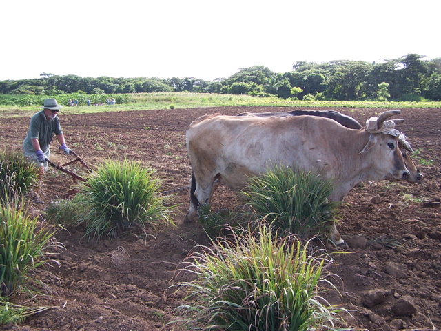 Oxen