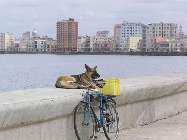 malecon vlciak